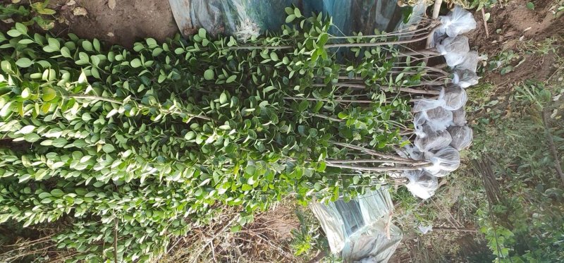 北海道黄杨-，可视频图片看货，种植基地各种规格常年供应