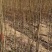 杜仲树苗