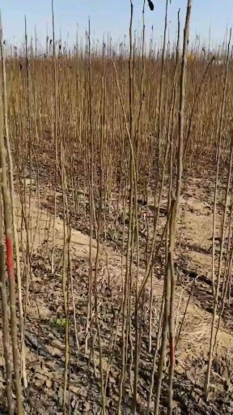 杜仲树苗