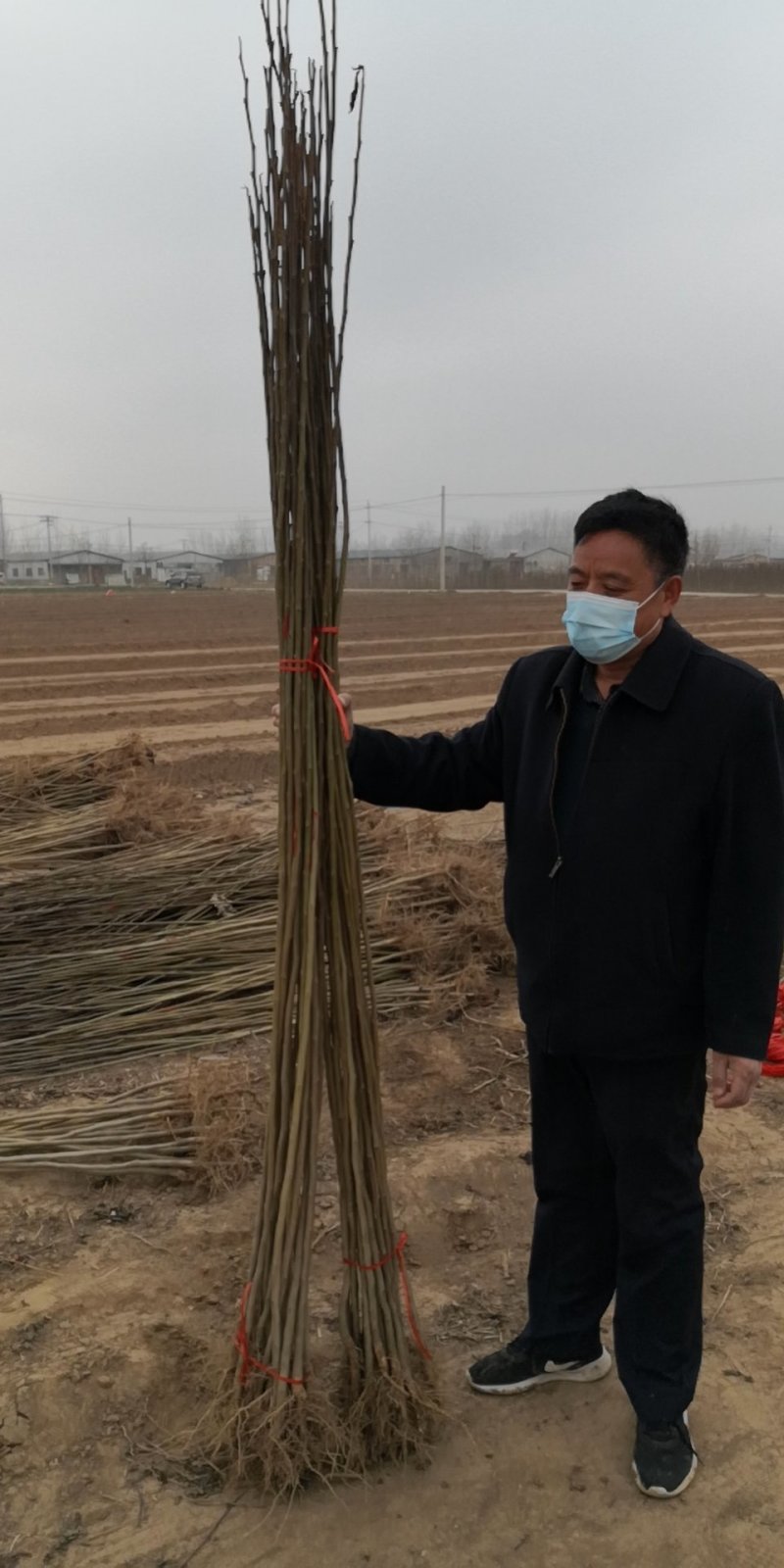 杜仲树苗