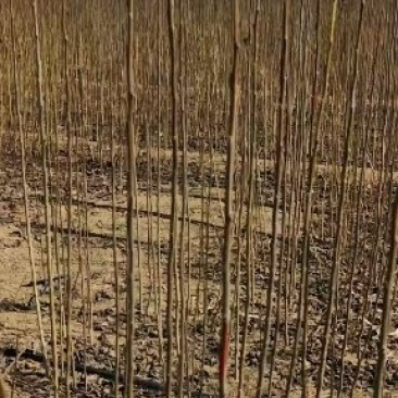杜仲树苗
