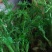 刺嫩芽种子今年新种子