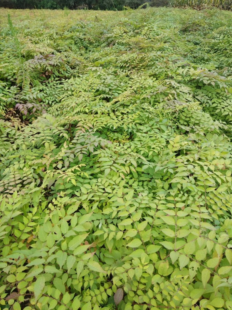 刺嫩芽种子今年新种子