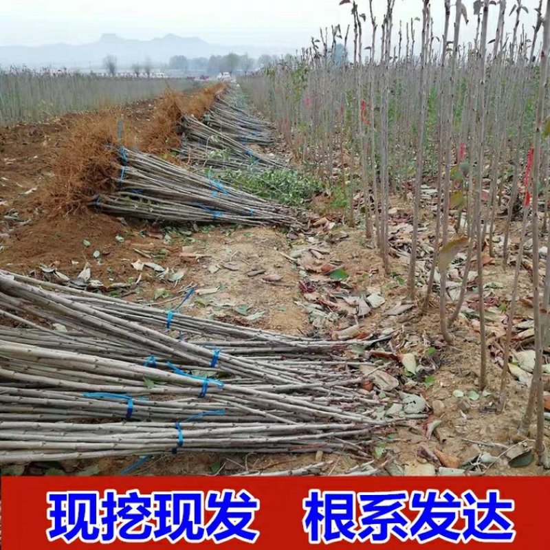 樱桃苗嫁接美早车厘子樱桃树苗地栽果树南方北方种植当年结果