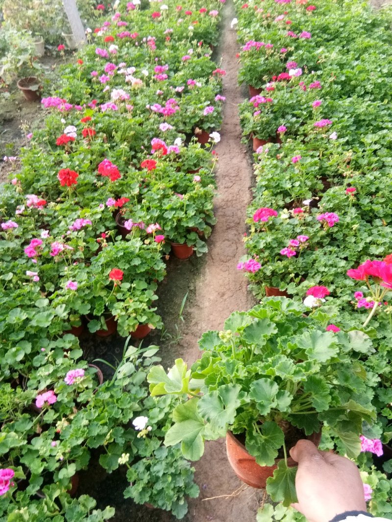 天竺葵双瓣多种颜色种植基地直供，可视频图片看货