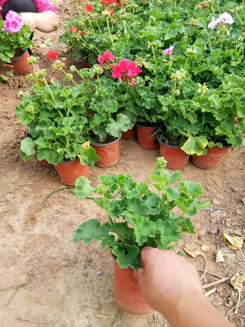 天竺葵双瓣多种颜色种植基地直供，可视频图片看货
