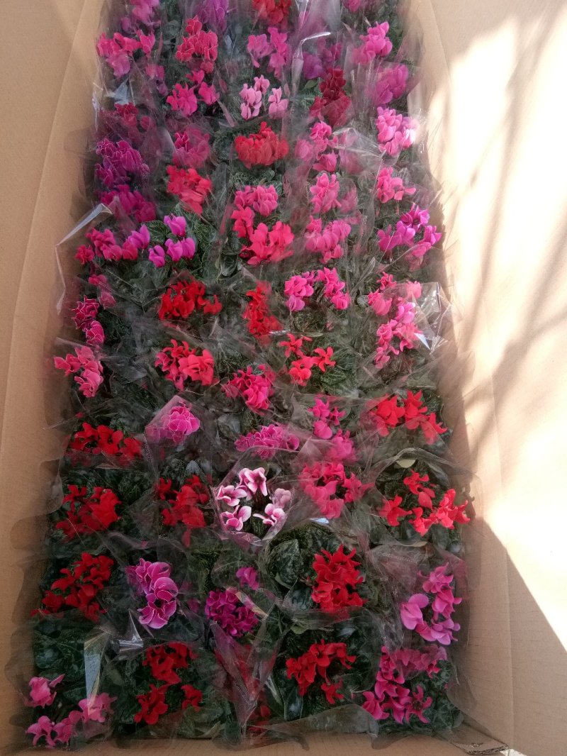 天竺葵双瓣多种颜色种植基地直供，可视频图片看货