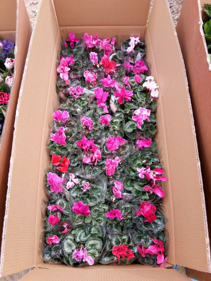 天竺葵双瓣多种颜色种植基地直供，可视频图片看货