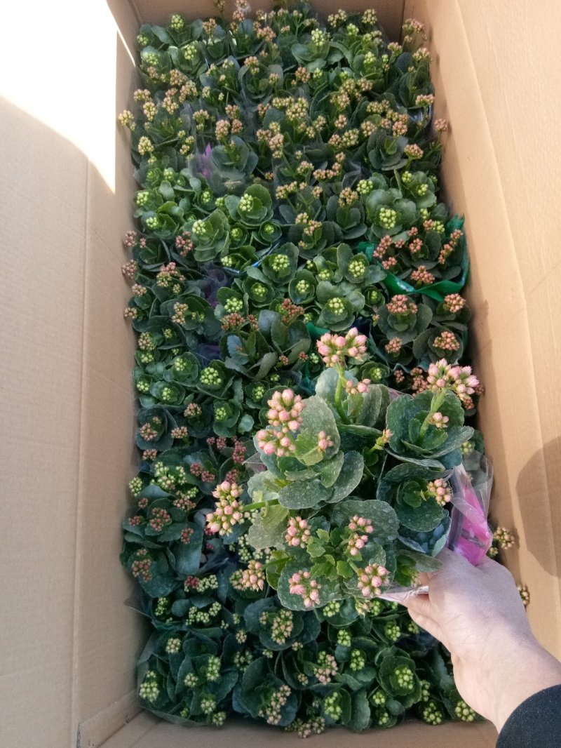 天竺葵双瓣多种颜色种植基地直供，可视频图片看货