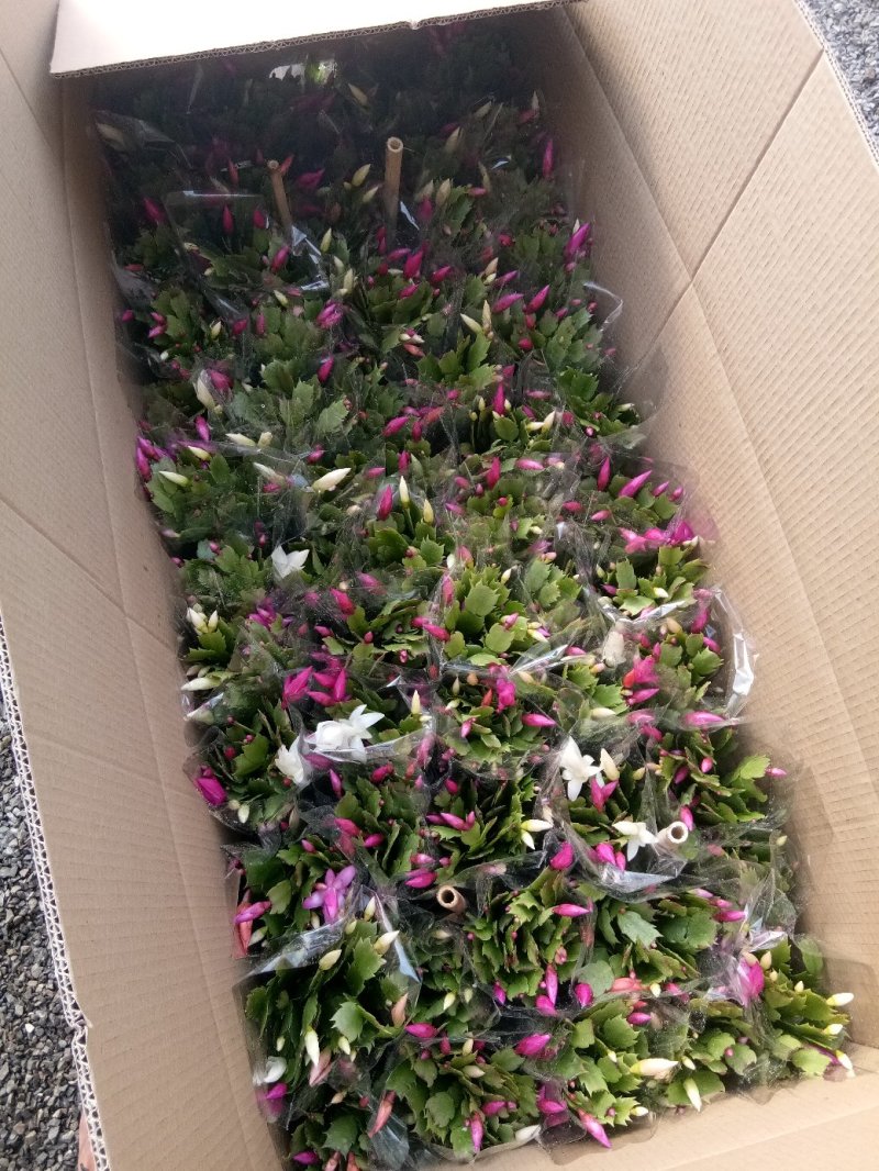 天竺葵双瓣多种颜色种植基地直供，可视频图片看货