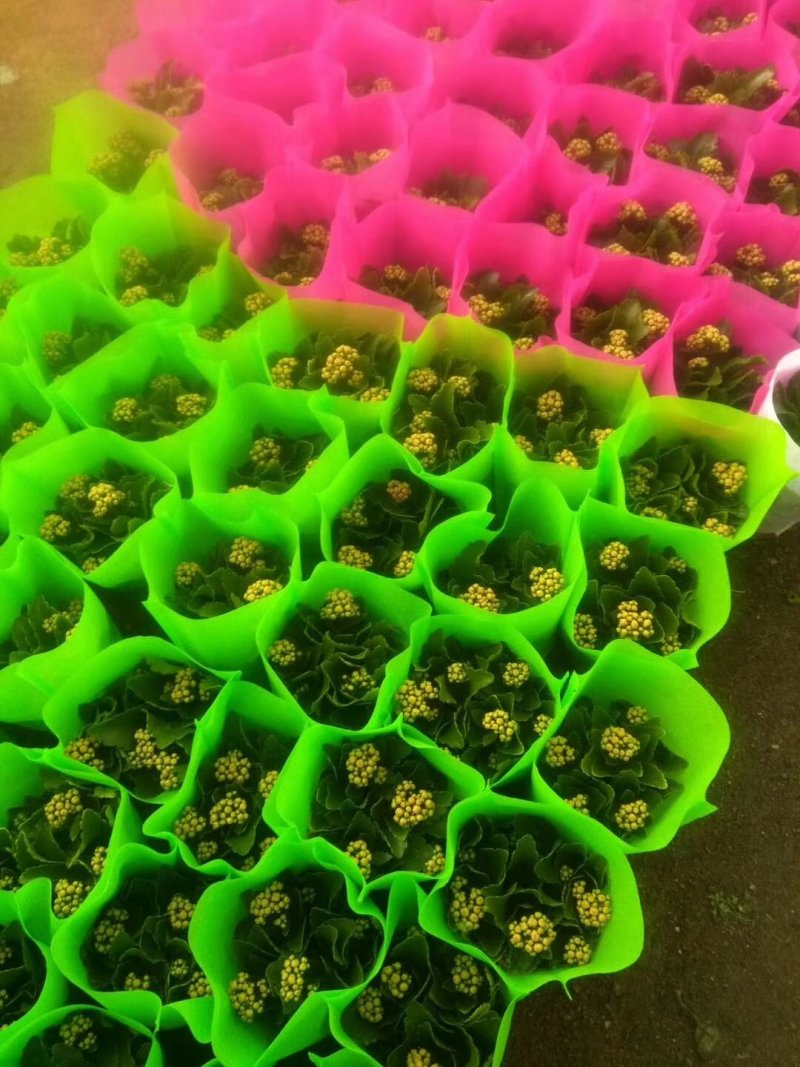 一品红花头多颜色正，可视频图片看货，种植基地直供