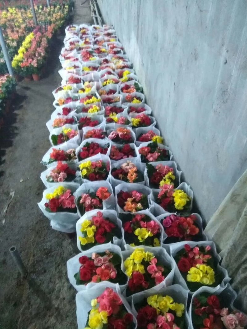 一品红花头多颜色正，可视频图片看货，种植基地直供
