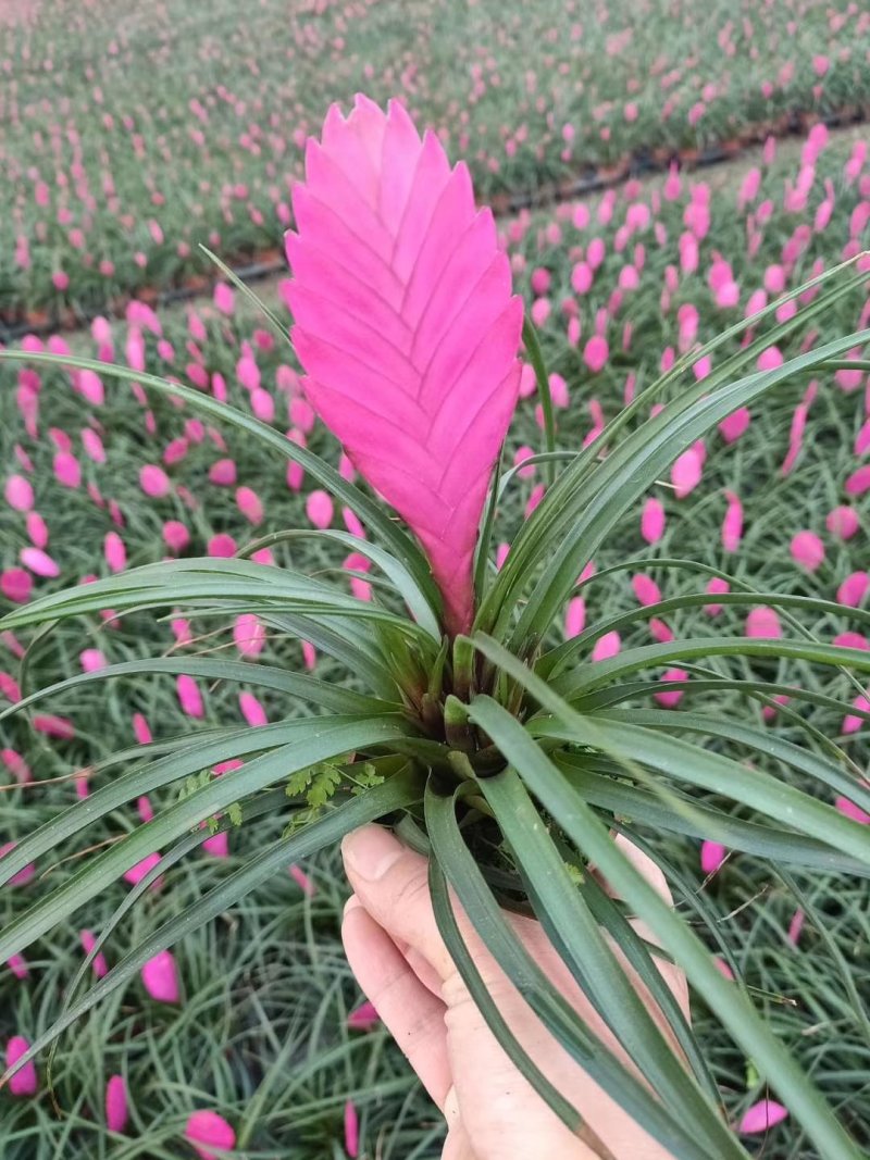 一品红花头多颜色正，可视频图片看货，种植基地直供