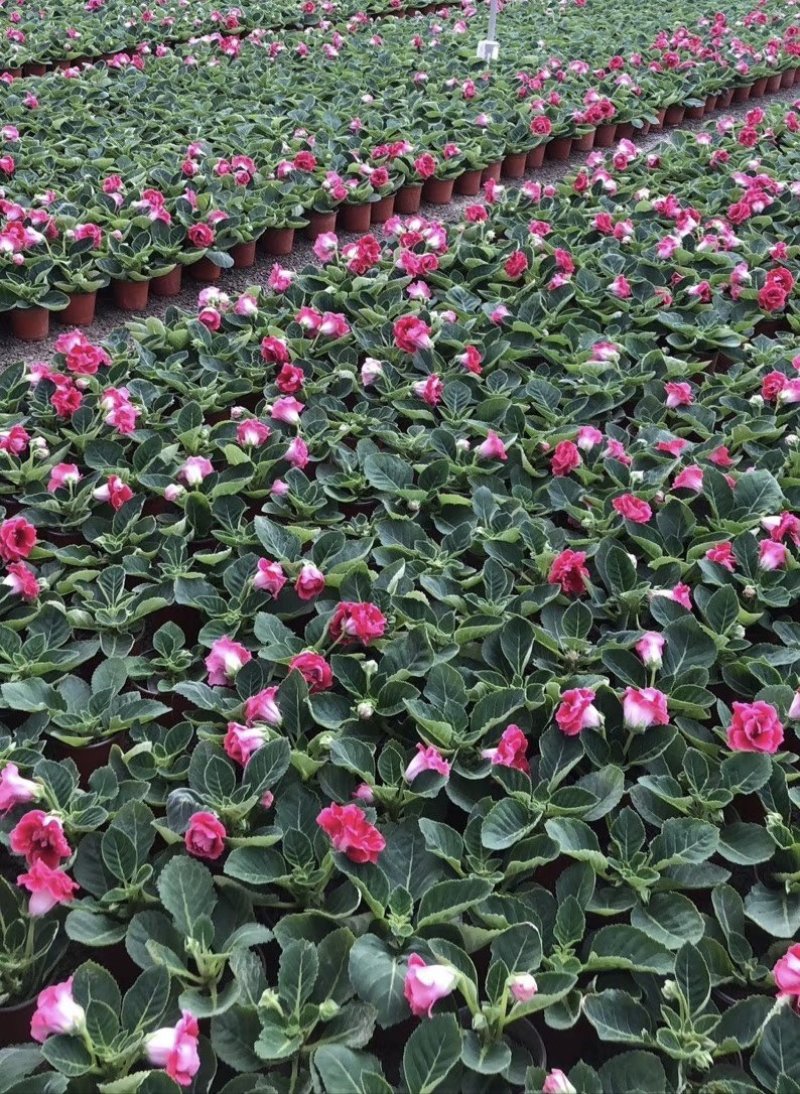 一品红花头多颜色正，可视频图片看货，种植基地直供