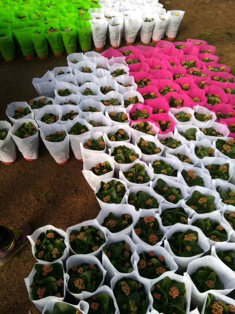 一品红花头多颜色正，可视频图片看货，种植基地直供