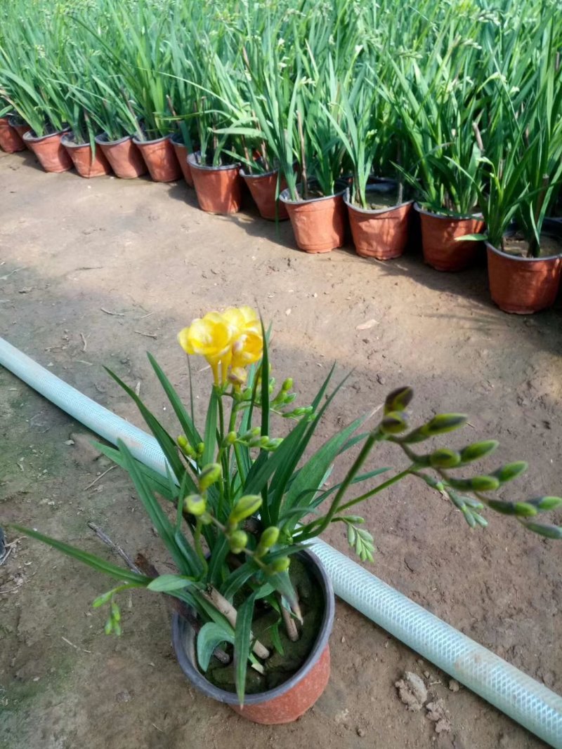 一品红花头多颜色正，可视频图片看货，种植基地直供