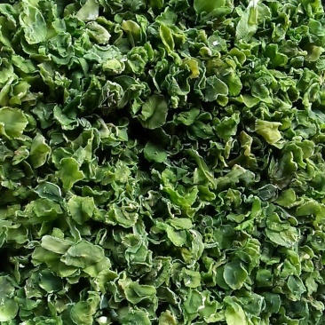 莴笋干，脱水蔬菜