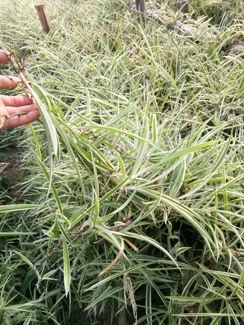 吊兰30~50cm金边吊兰品种全，可视频图片看货