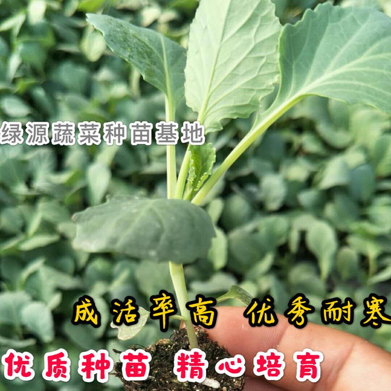 【推荐】西蓝花苗成活率高耐寒耐热基地直供蔬菜种苗