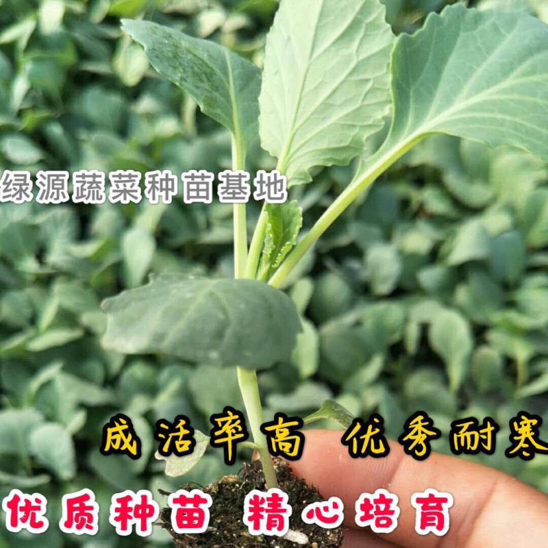 【推荐】西蓝花苗成活率高耐寒耐热基地直供蔬菜种苗