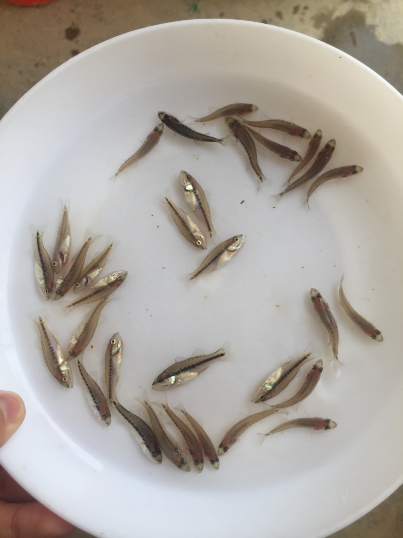 3-5㎝加州鲈鱼苗批发
