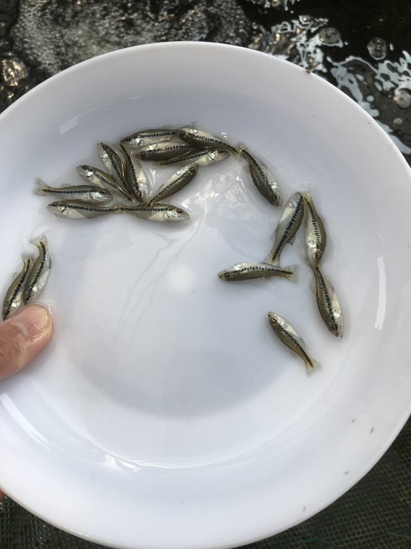 3-5㎝加州鲈鱼苗批发
