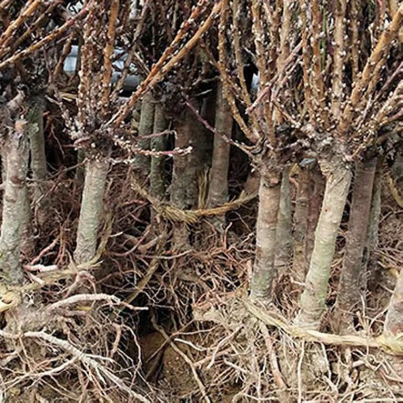 盆栽桃树苗矮化桃树盆景室内阳台种植当年结果