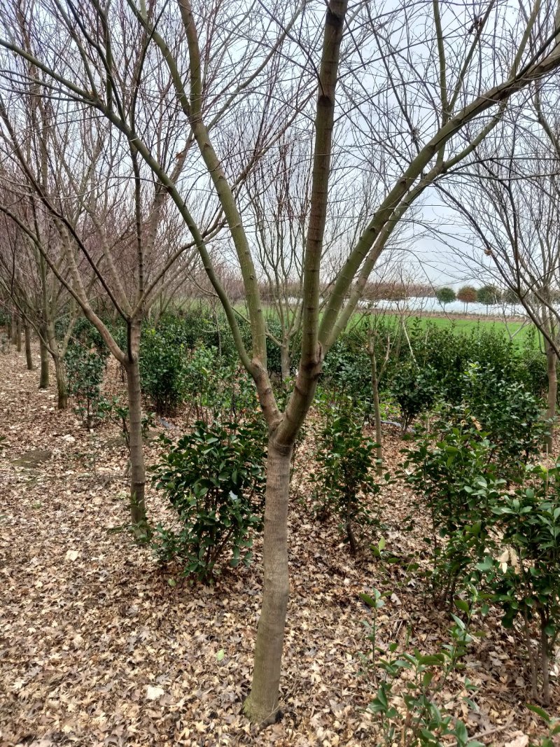 枫树鸡爪槭，3-10公分，干高80左右