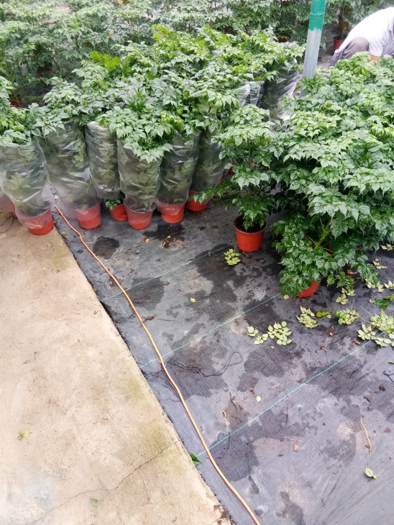 碧玉-豆瓣绿，可视频图片看货，种植基地批发