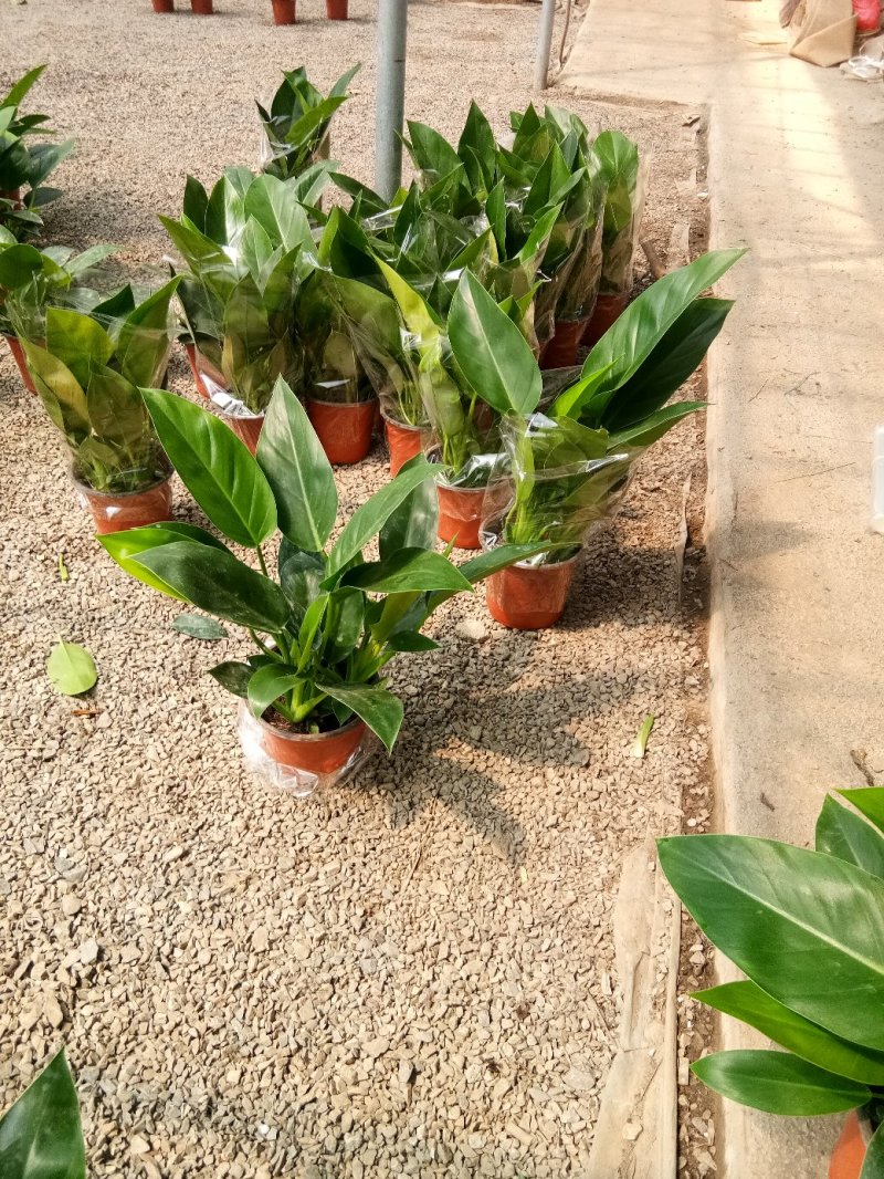 碧玉-豆瓣绿，可视频图片看货，种植基地批发