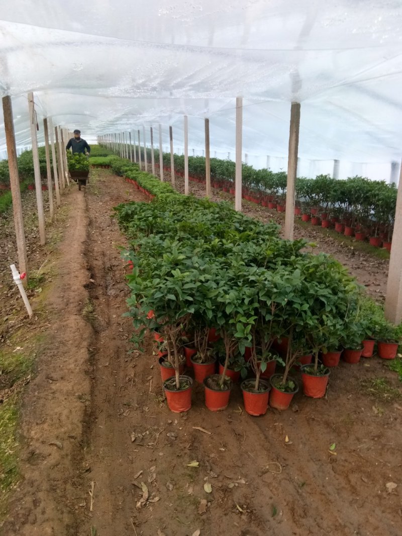 碧玉-豆瓣绿，可视频图片看货，种植基地批发