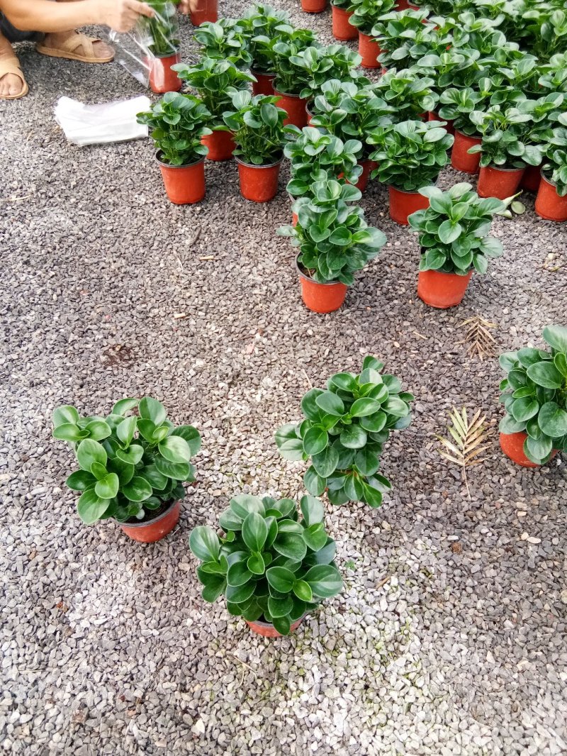 碧玉-豆瓣绿，可视频图片看货，种植基地批发
