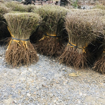 马甲子苗铁篱笆刺苗鸟不站刺树苗苗高速公路篱笆苗