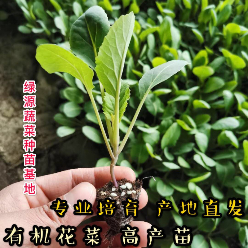 有机花菜苗，露地越冬菜花苗80天-108天菜花苗