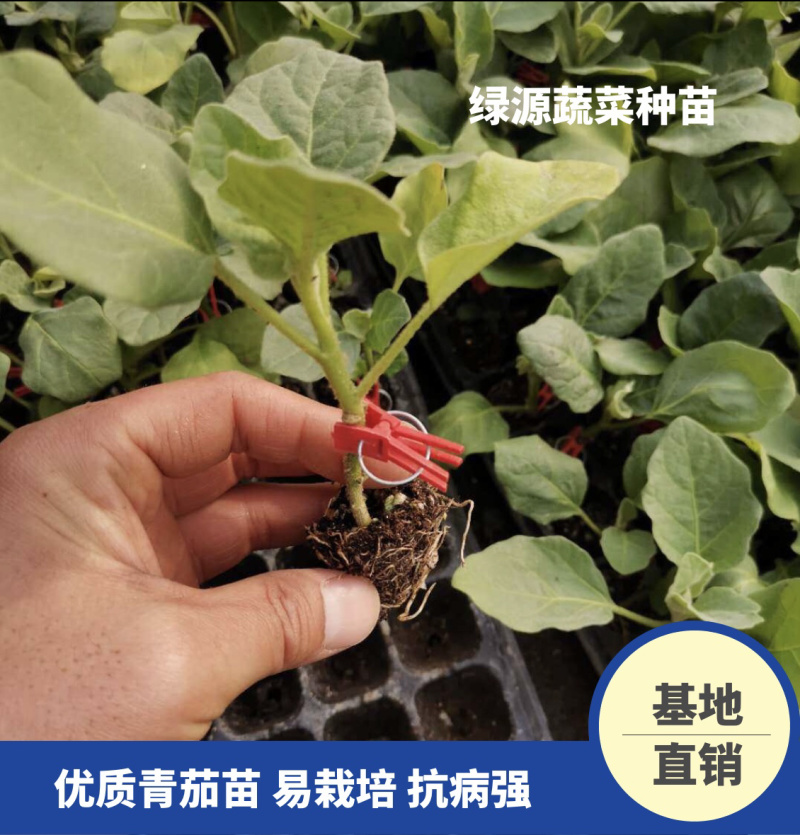 【优质】青茄苗(有嫁接苗、自根苗）抗病强果型大基地直供