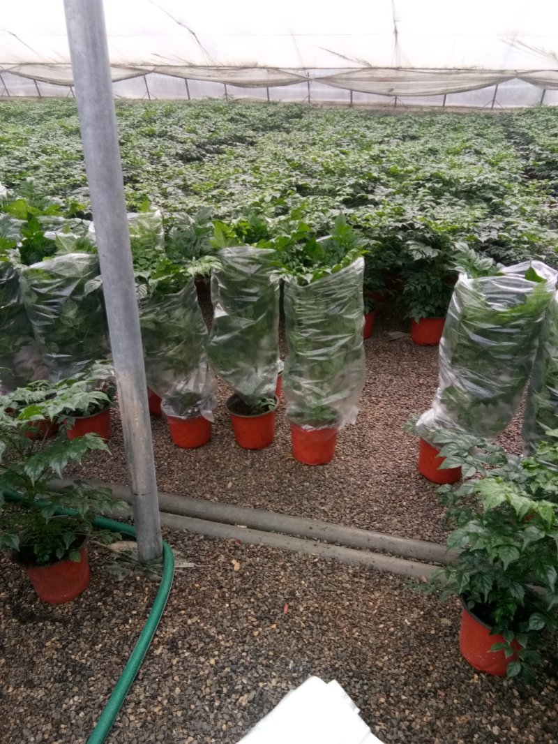 白掌一帆风顺基，可视频图片看货，种植基地批发