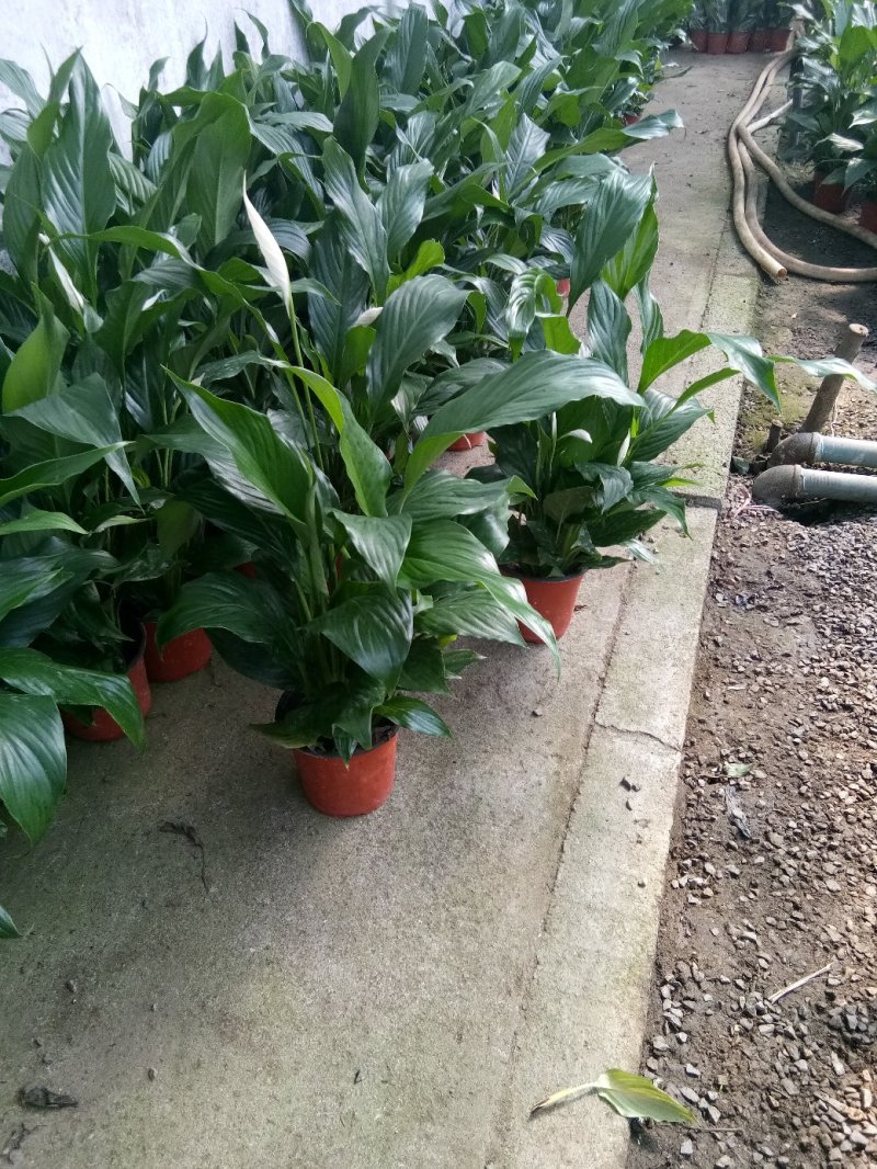 白掌一帆风顺基，可视频图片看货，种植基地批发