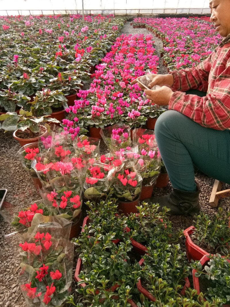 白掌一帆风顺基，可视频图片看货，种植基地批发