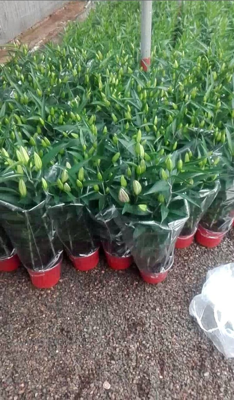 白掌一帆风顺基，可视频图片看货，种植基地批发