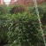 白掌一帆风顺基，可视频图片看货，种植基地批发