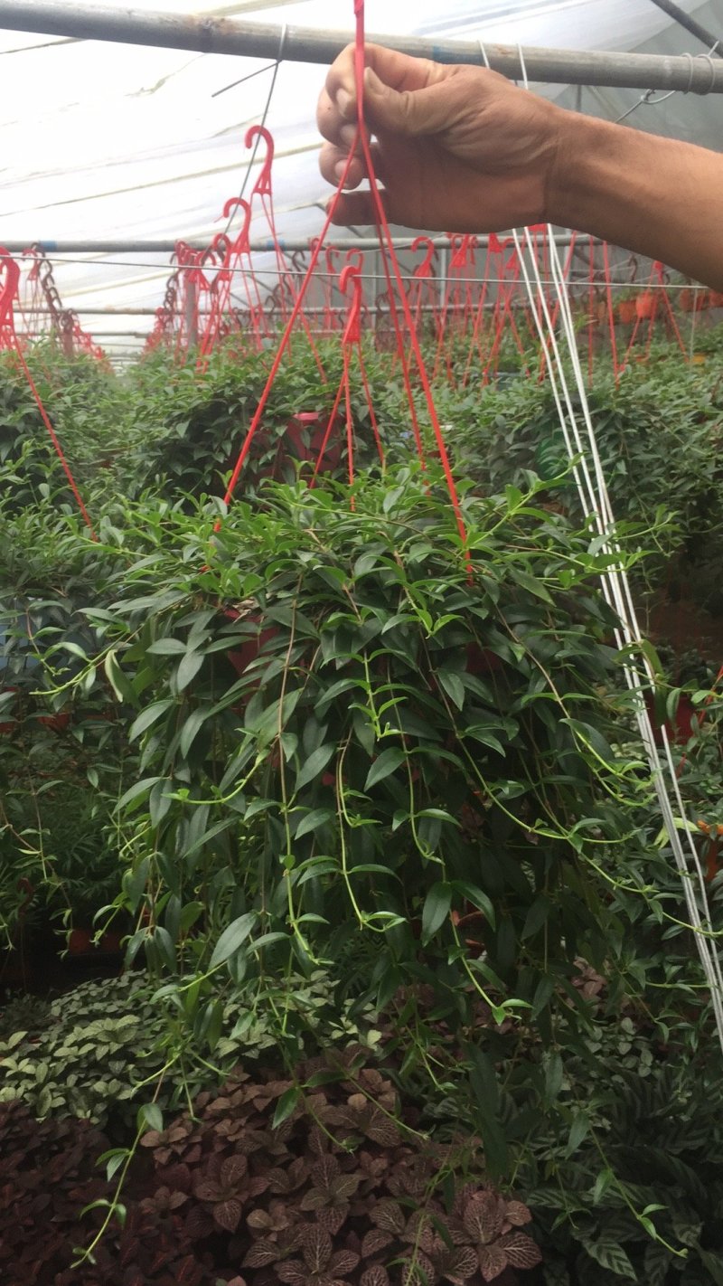 白掌一帆风顺基，可视频图片看货，种植基地批发