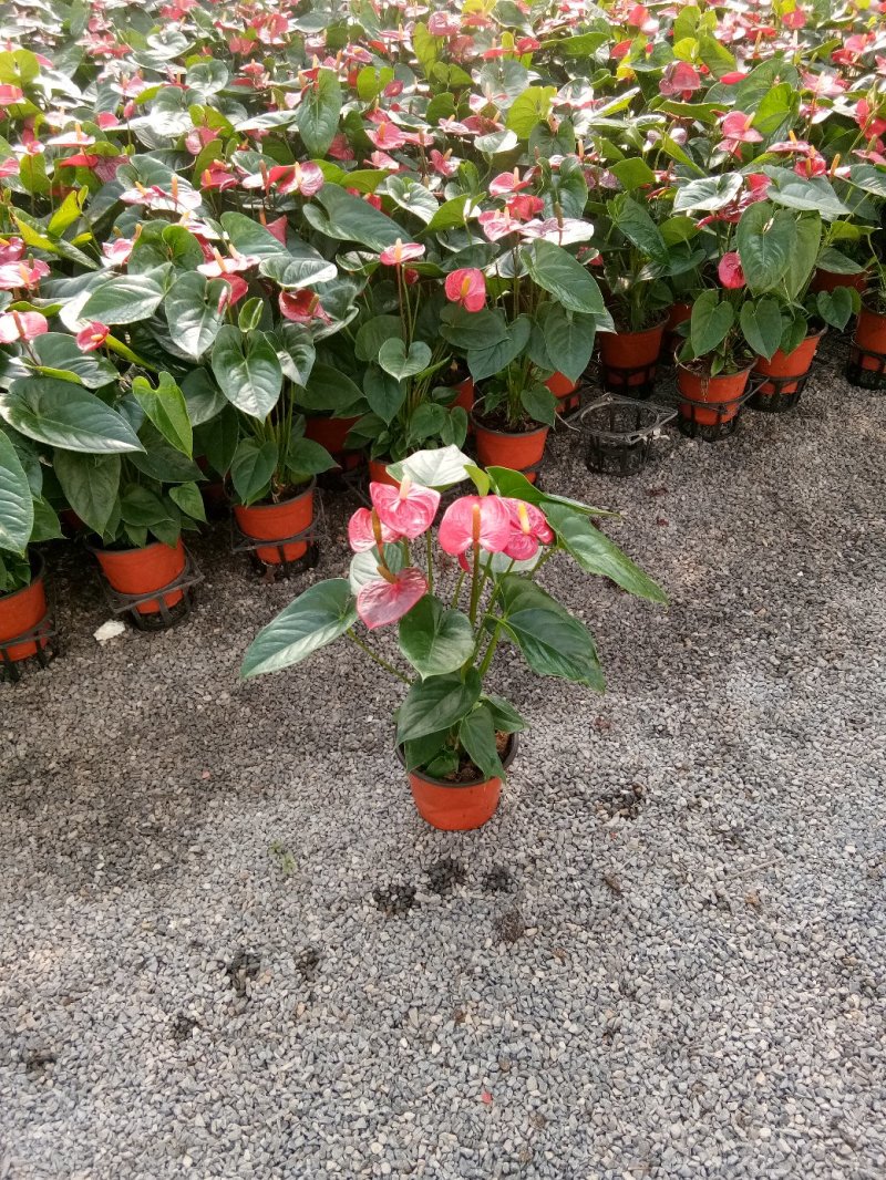 白掌一帆风顺基，可视频图片看货，种植基地批发