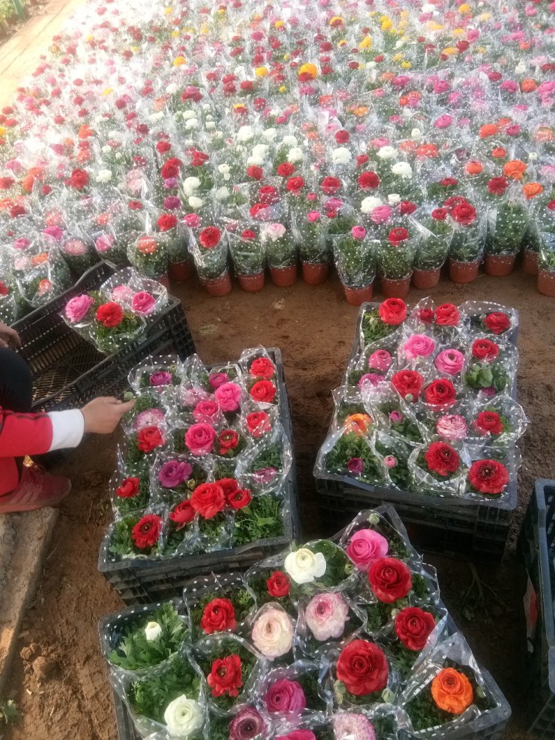 白掌一帆风顺基，可视频图片看货，种植基地批发