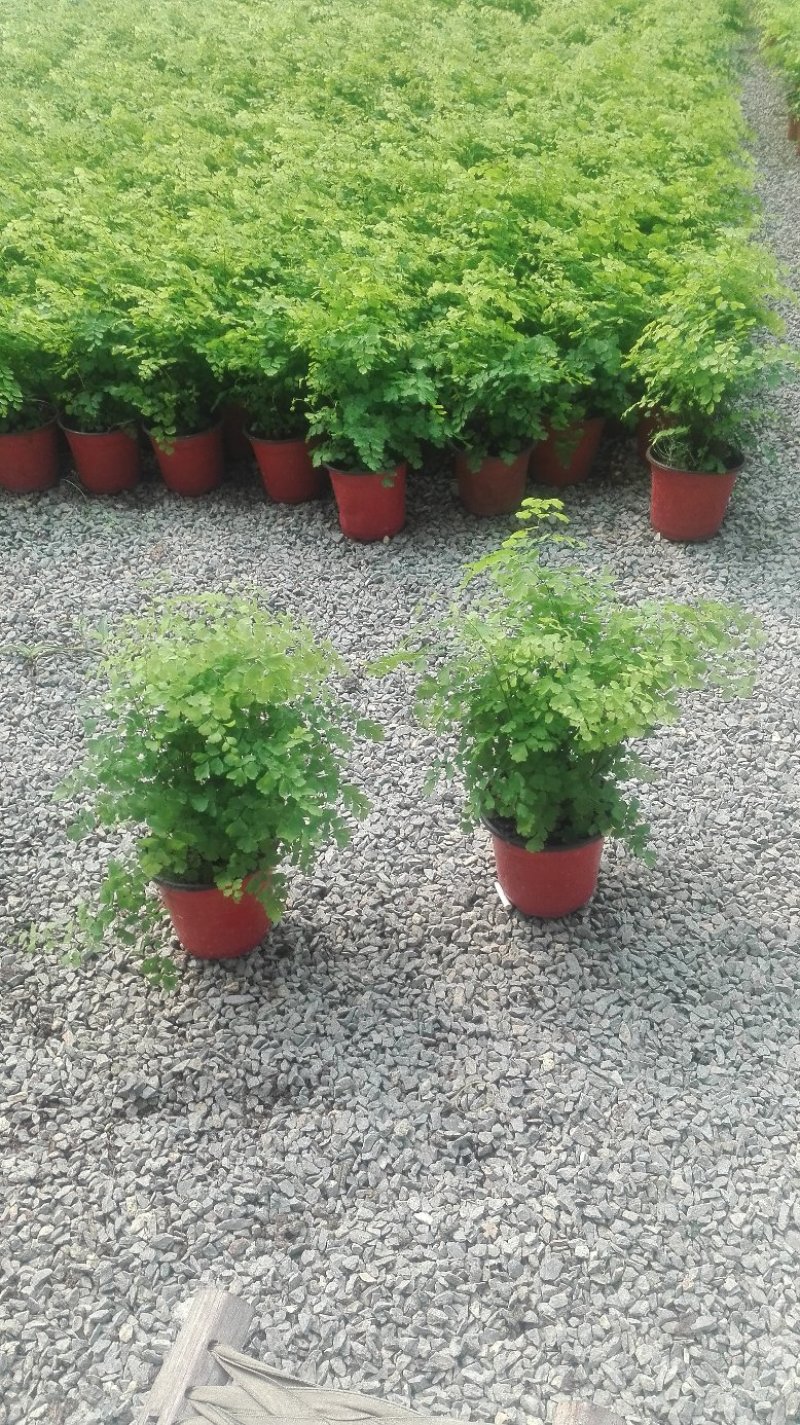 白掌一帆风顺基，可视频图片看货，种植基地批发