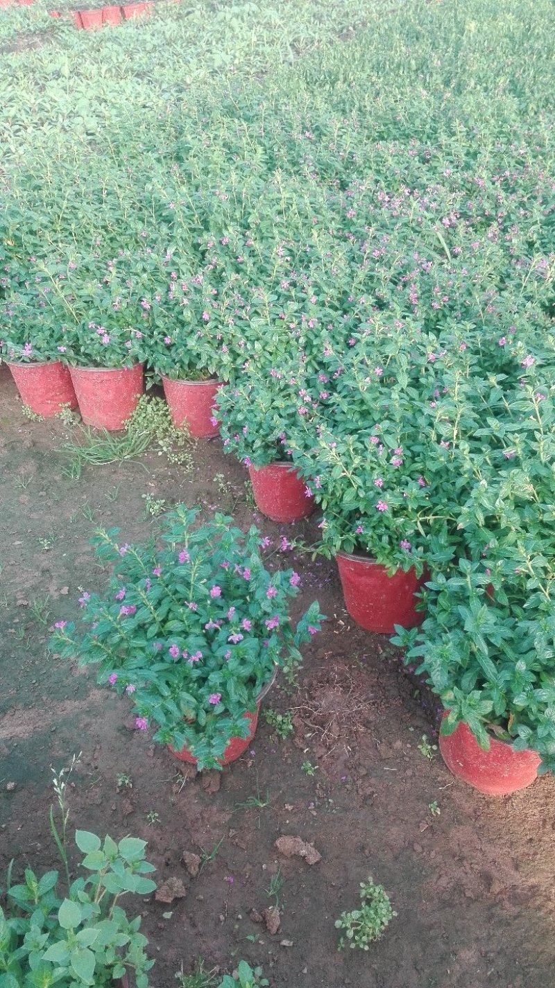 白掌一帆风顺基，可视频图片看货，种植基地批发