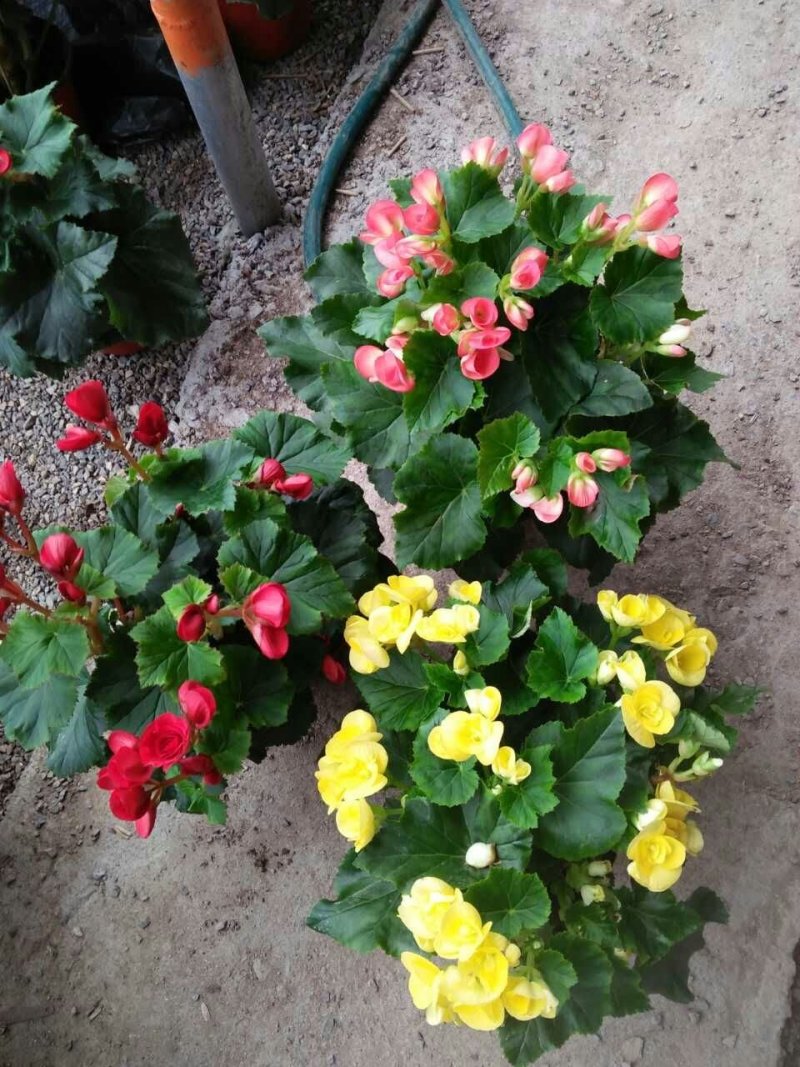 丽格海棠-玫瑰海棠大小规格都有种植基地批发
