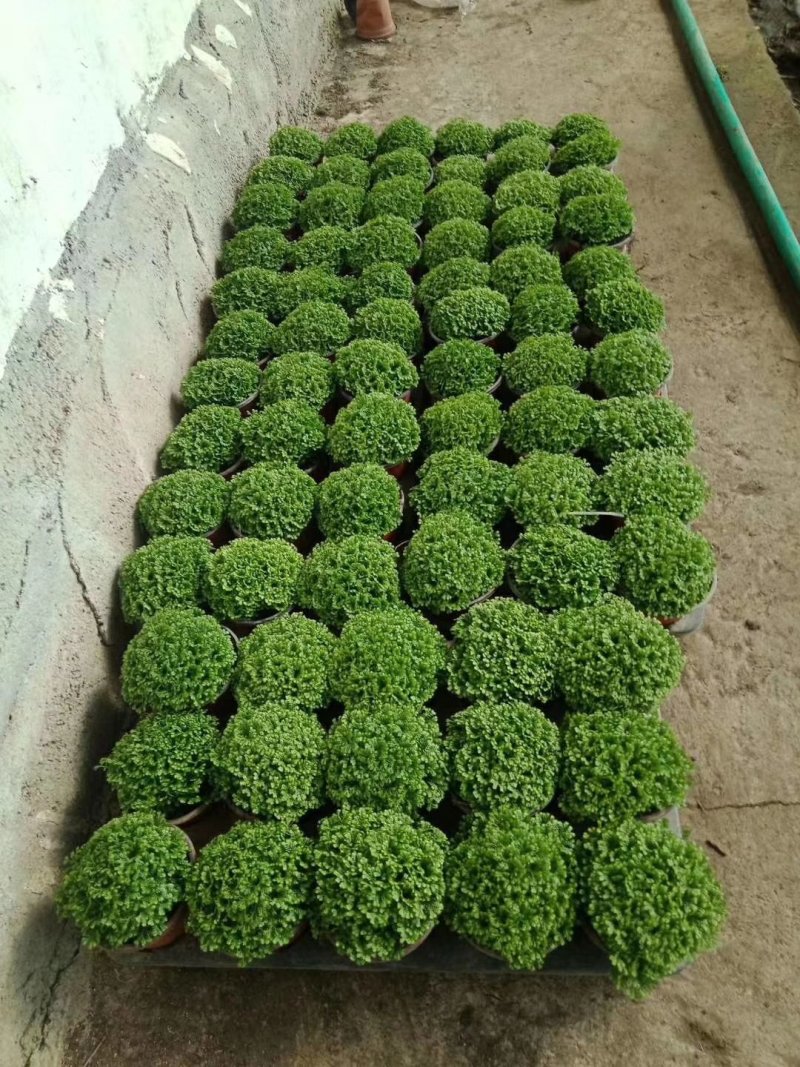 丽格海棠-玫瑰海棠大小规格都有种植基地批发