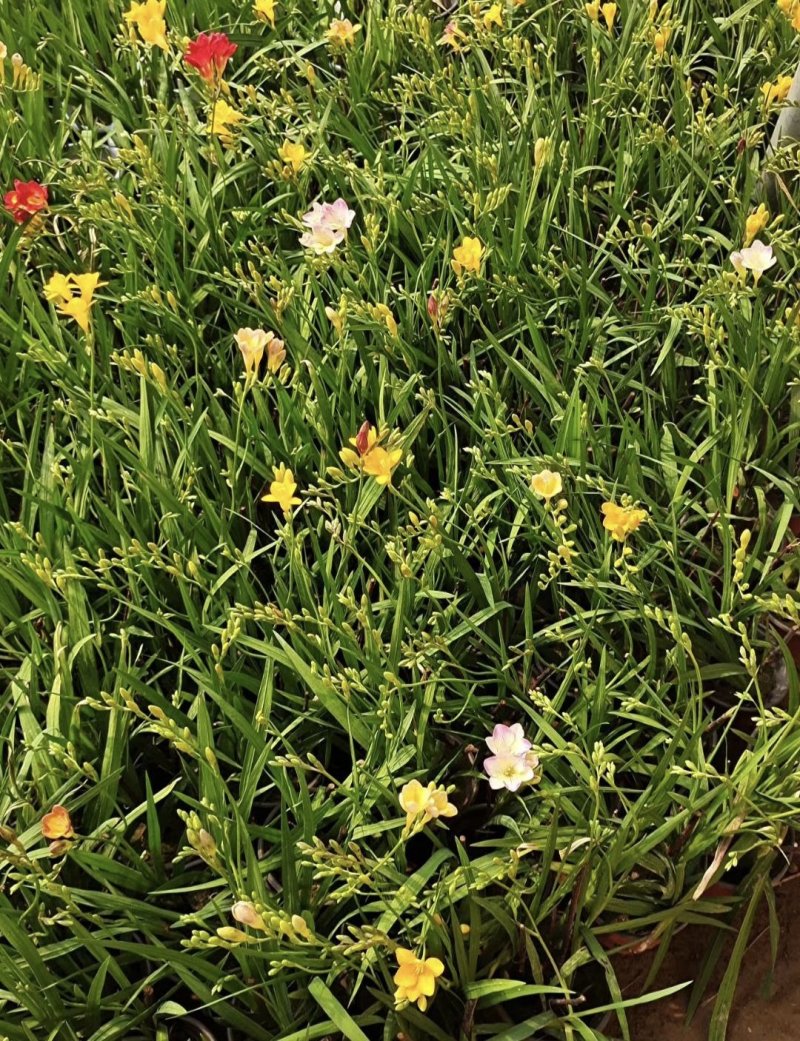 丽格海棠-玫瑰海棠大小规格都有种植基地批发