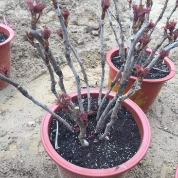 牡丹花，芍药花（全国各地均可种植）