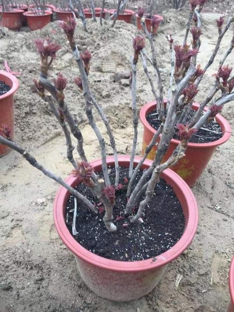 牡丹花，芍药花（全国各地均可种植）